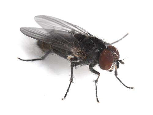 Réf. 344 477 : Fannia manicata